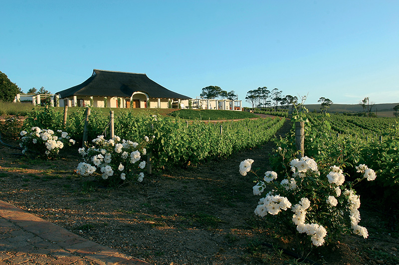 Vins Afrique du sud Walker Bay vins étrangers