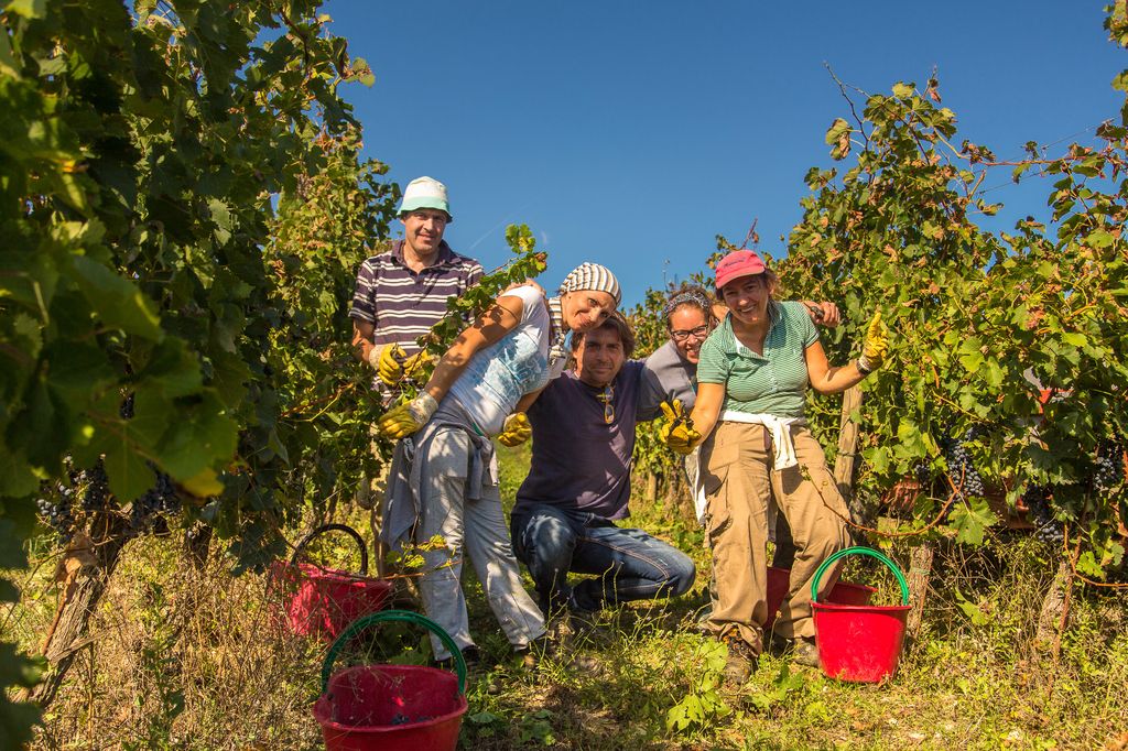 Volpaia vins Chianti Classico Italie vins étrangers South World Wines