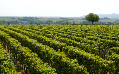 La Rioja – Le rayonnement d’une terre de caractère