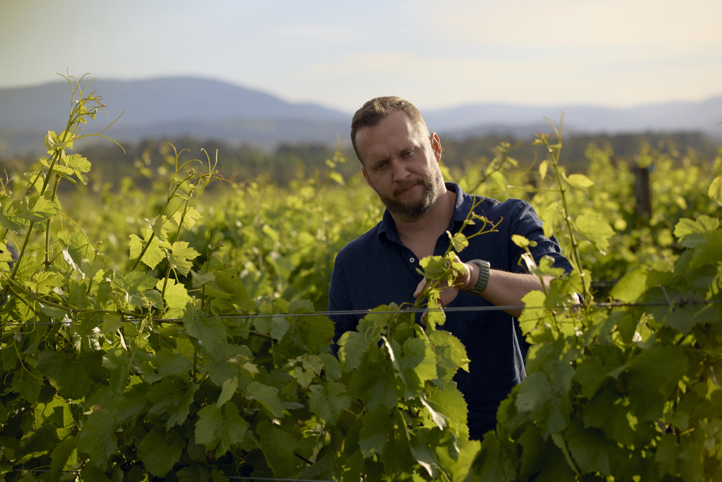 vins Australie yarra yering. South World Wines vins étrangers